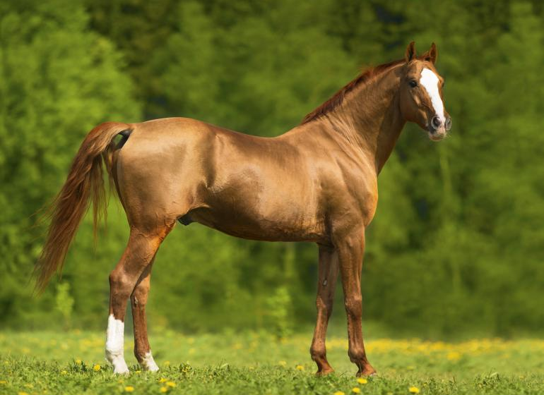  Identifying the Causes of Lameness in Horses